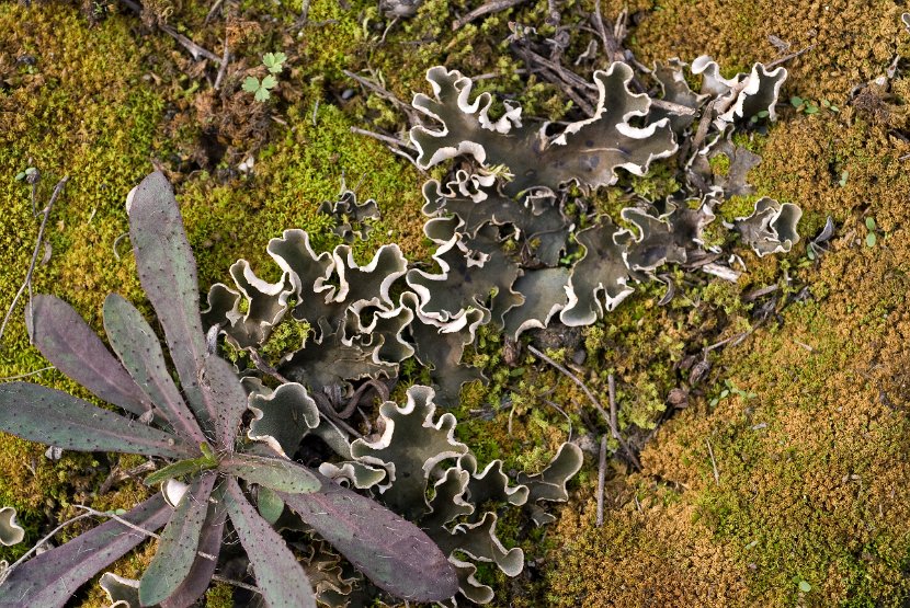 Peltigera rufescens-1